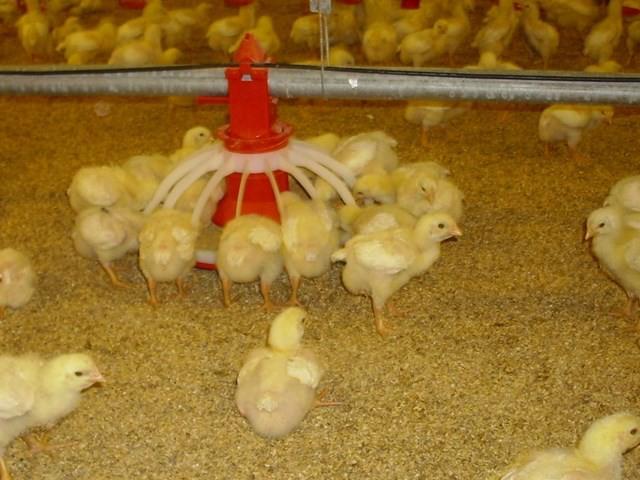 Cách ấp chim non hiệu quả nhất từ 1 đến 28 ngày tuổi | VIETOSFARM