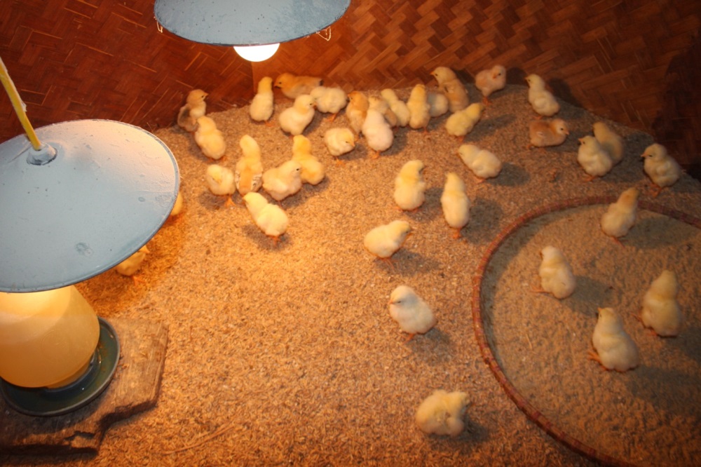 Cách ấp chim non hiệu quả nhất từ 1 đến 28 ngày tuổi | VIETOSFARM